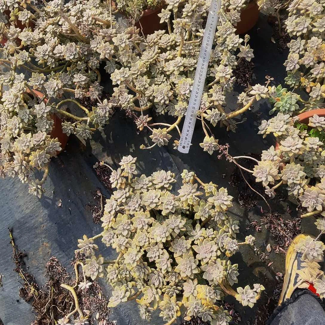 阿伦培大老桩29.8.掉小头