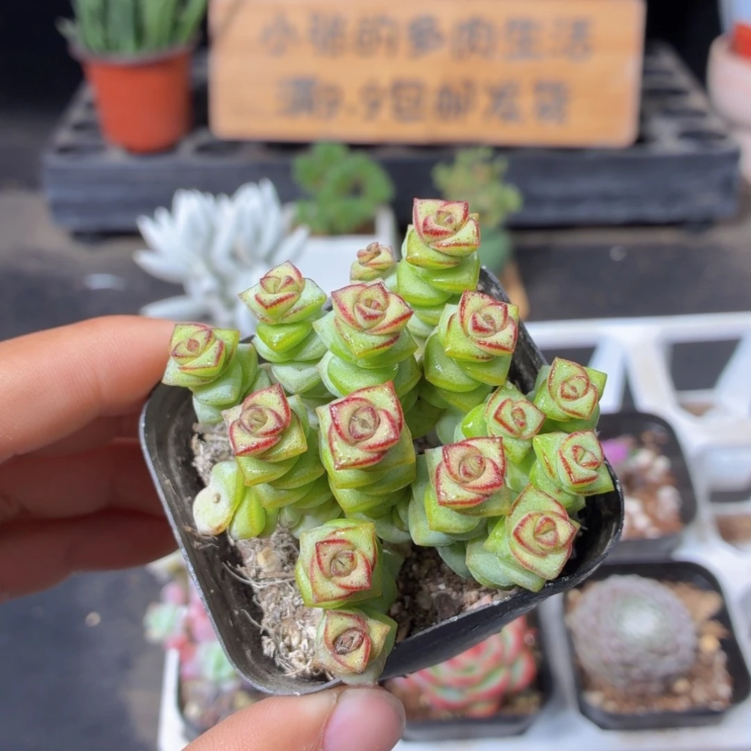 钱串多肉9.9包邮发货