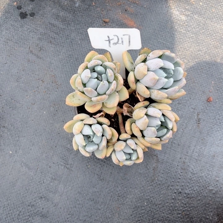 晨语哆肉一物一拍+217