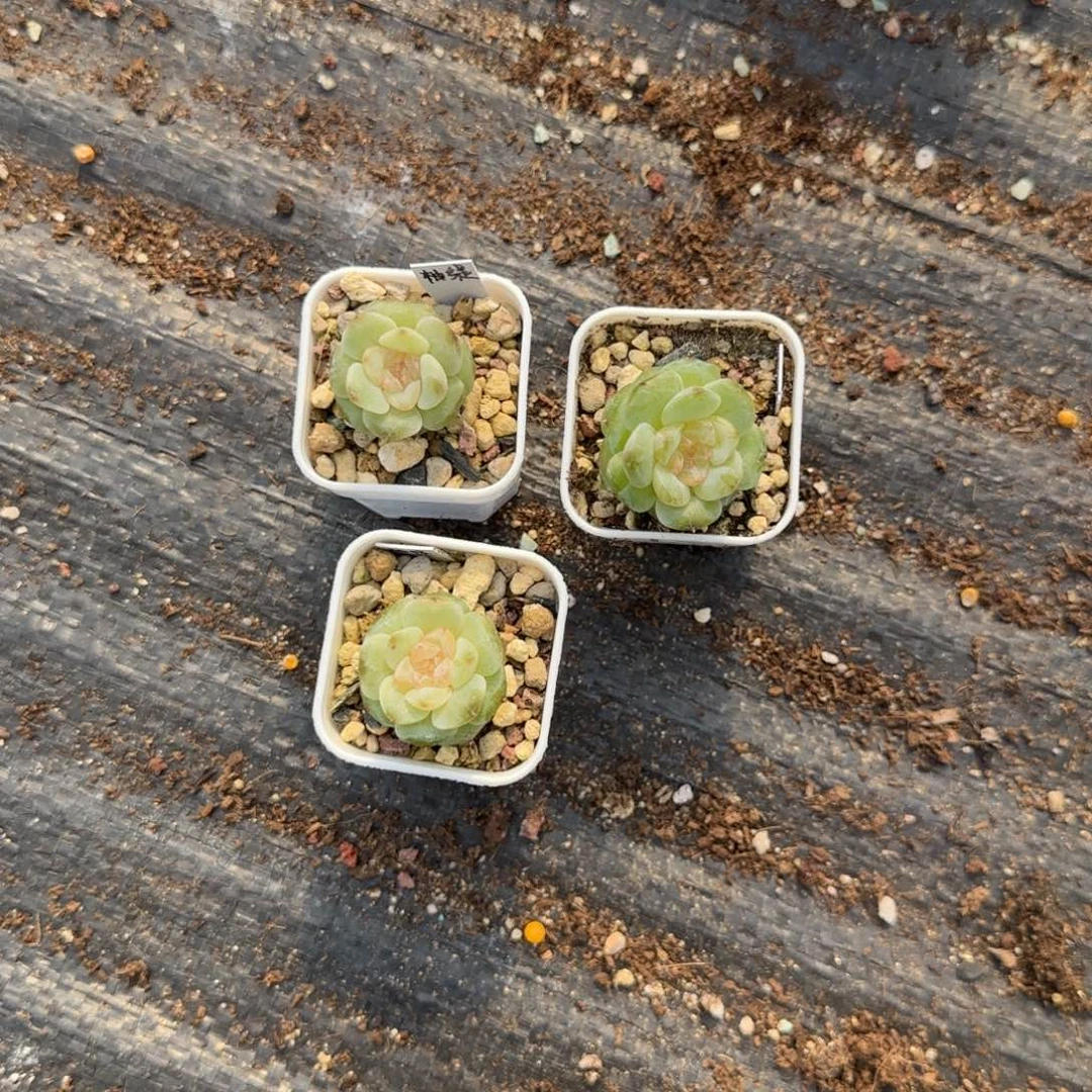 柚缇盆一个9号床满25包邮