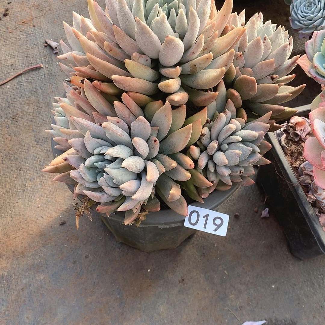 019 一物一拍多肉！