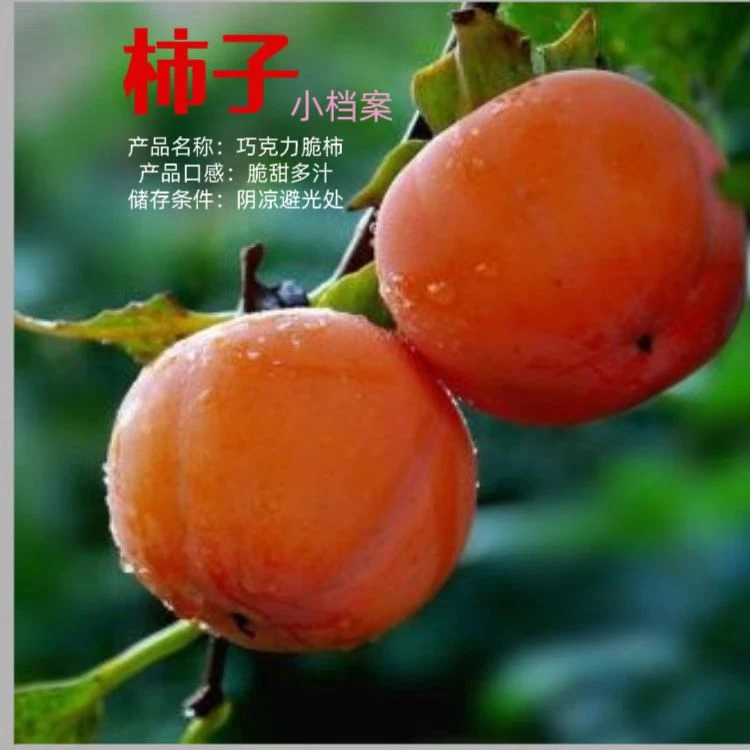 青莲巧克力脆甜柿子