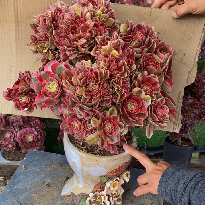 微瑕粉女巫多肉1颗