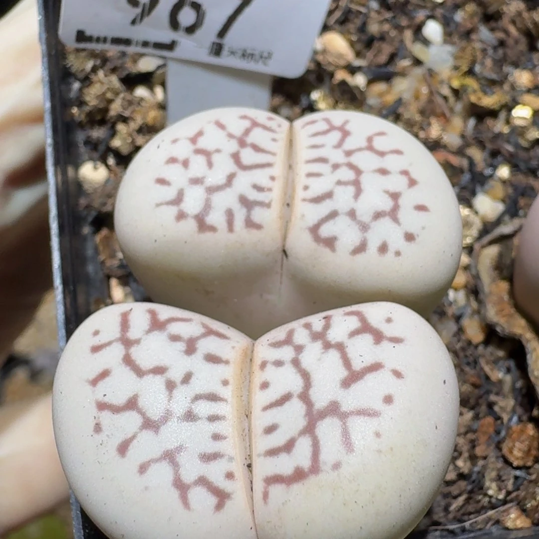 Ssss精品生石花967