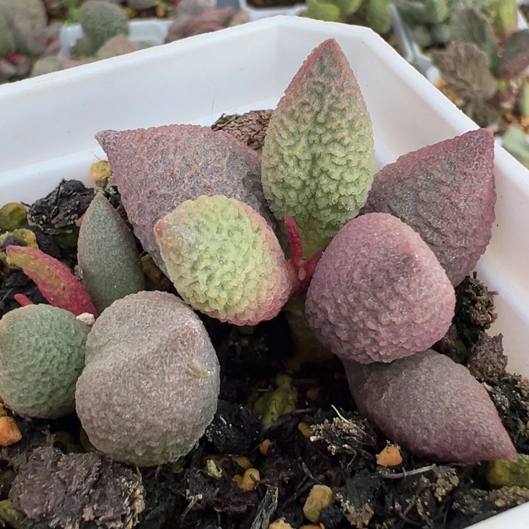 两颗一起糖果单头纯木质桩多肉植物