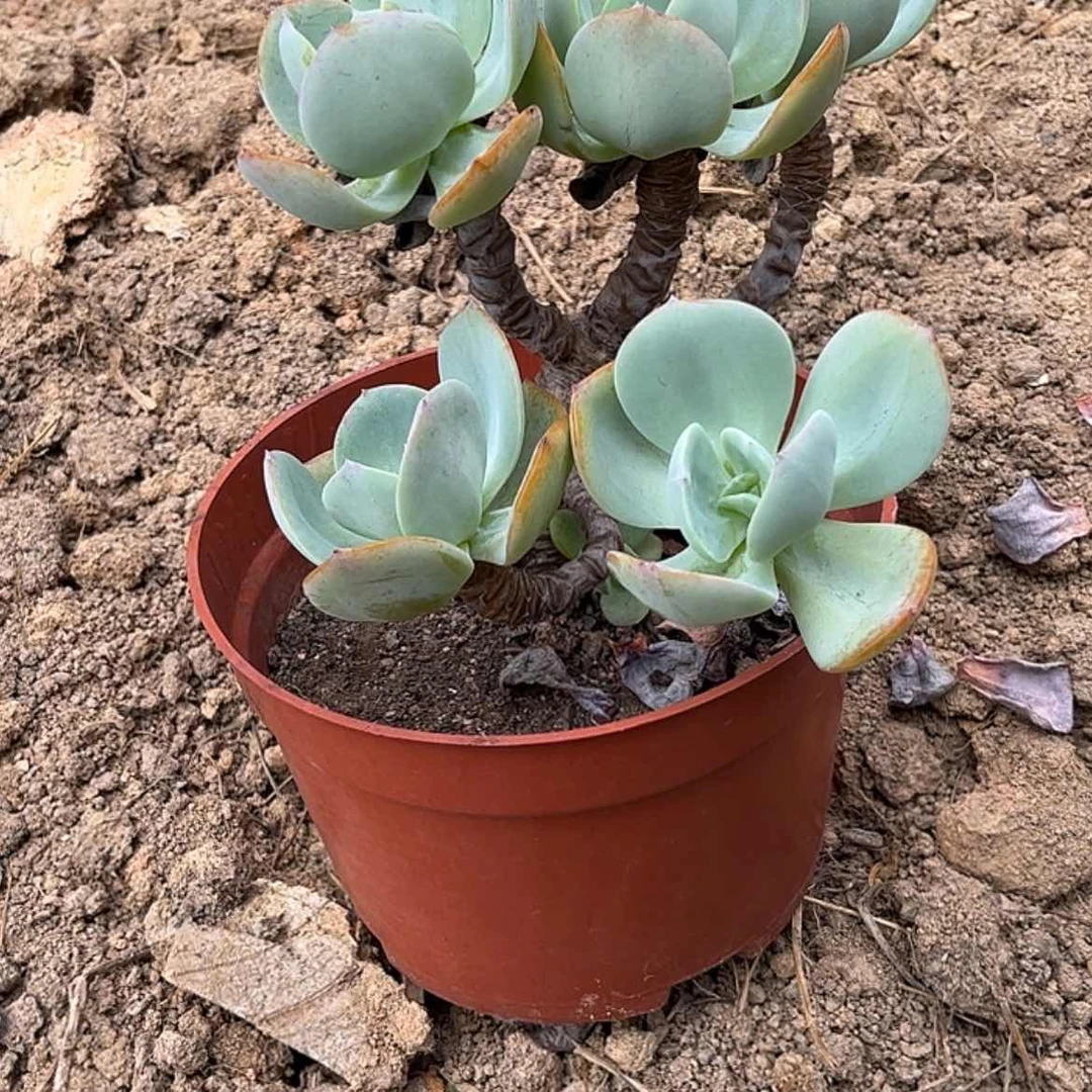 【闪购商品】无花朵图**化