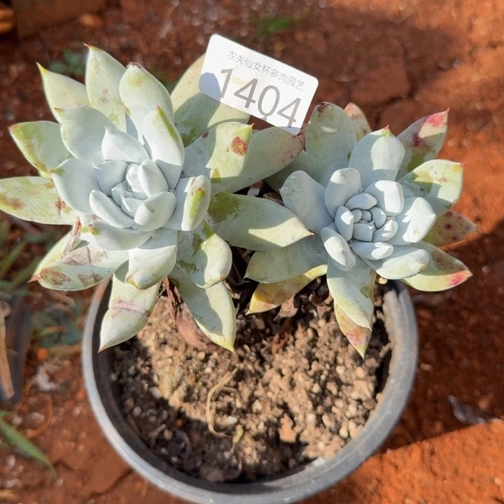 赛琳娜仙女杯多破耳机