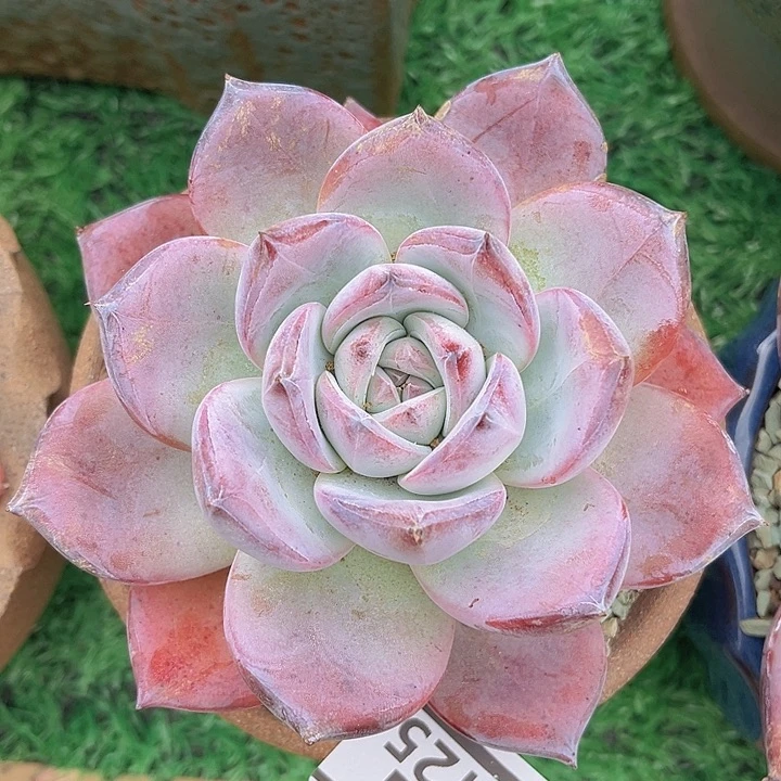黑卡02125多肉植物
