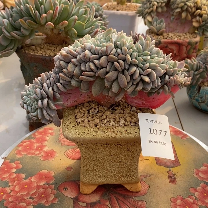 星影缀化多肉多肉077