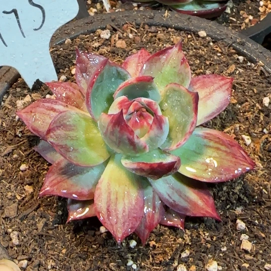 惊鸿一物一拍包装收缩花旱175