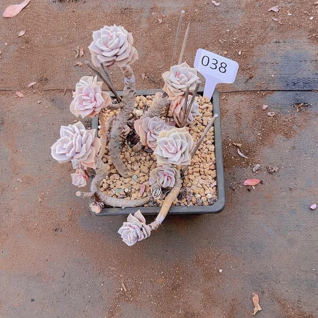 菊*038可爱玫瑰30不售后