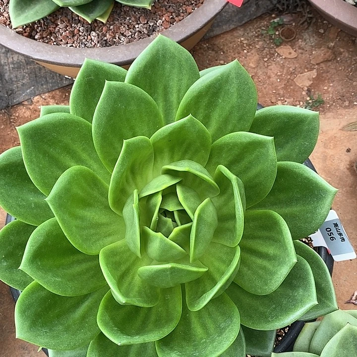 56-直播福利 翠花 冠幅34