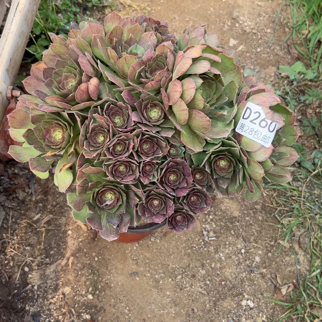 260多肉  沙拉碗      