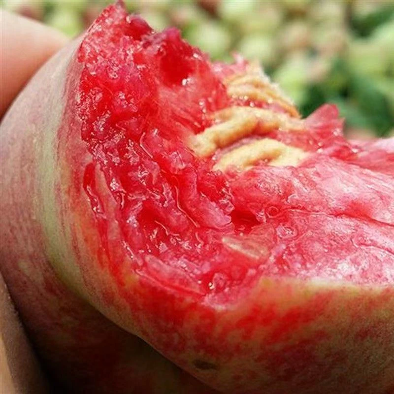 湖北老树血桃老品种胭脂红当季新鲜孕妇水果新鲜软糯现摘果园直发