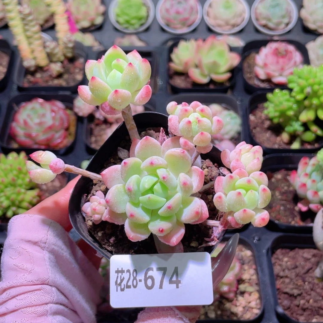 花利美28-674洛丽塔