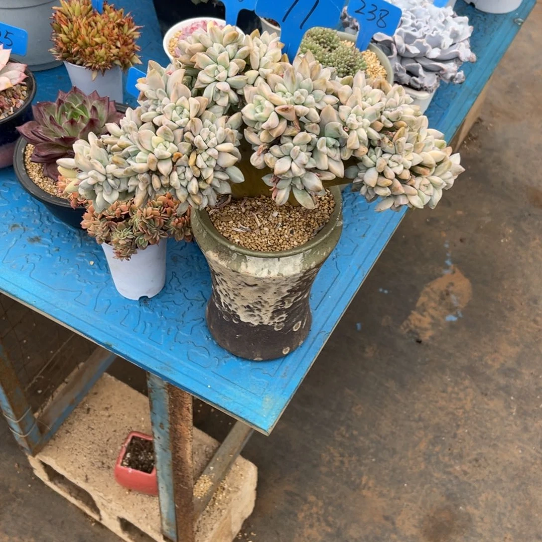 香*儿0077淡雪锦多肉