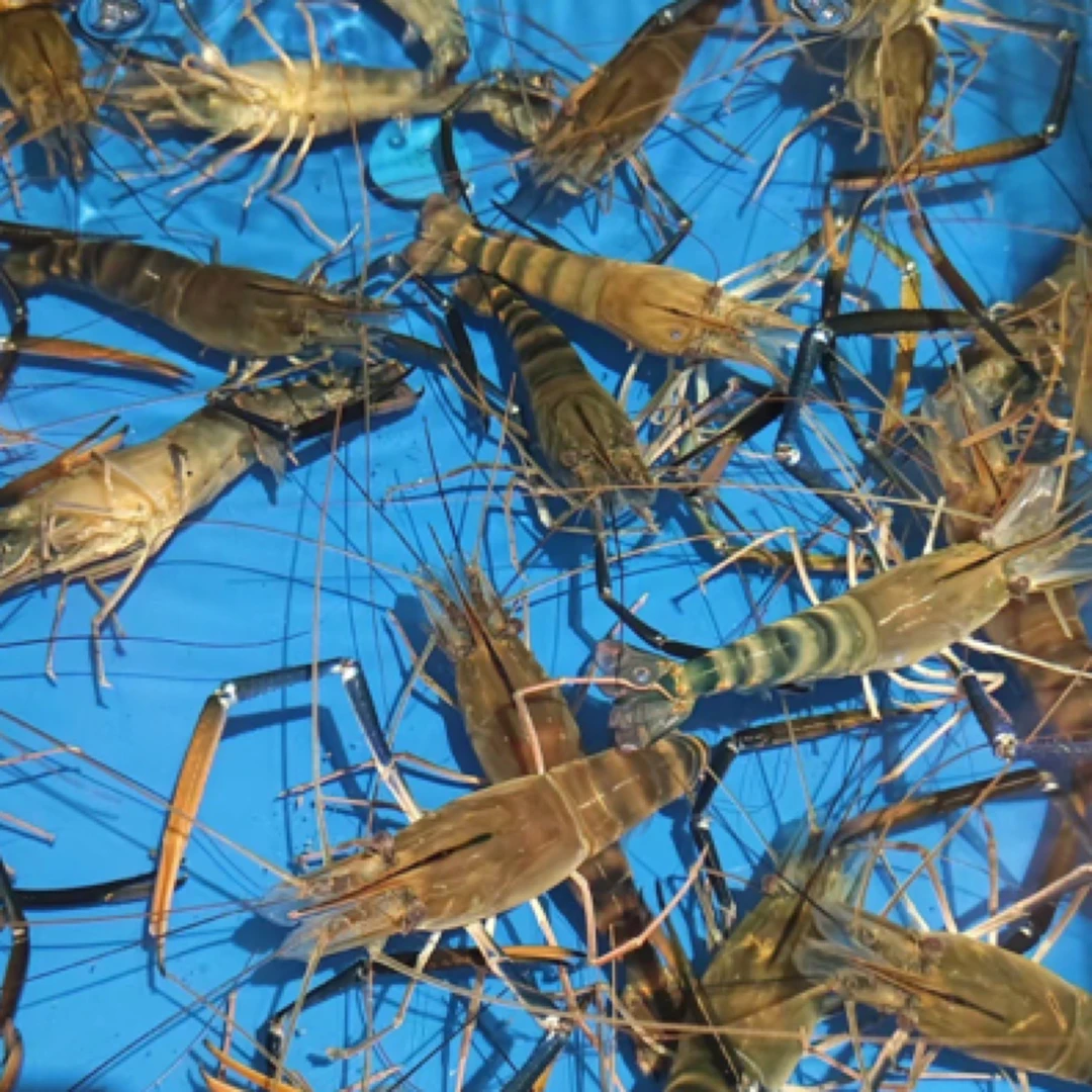 鲜活罗氏虾 2斤 保鲜不包活 本市当日达