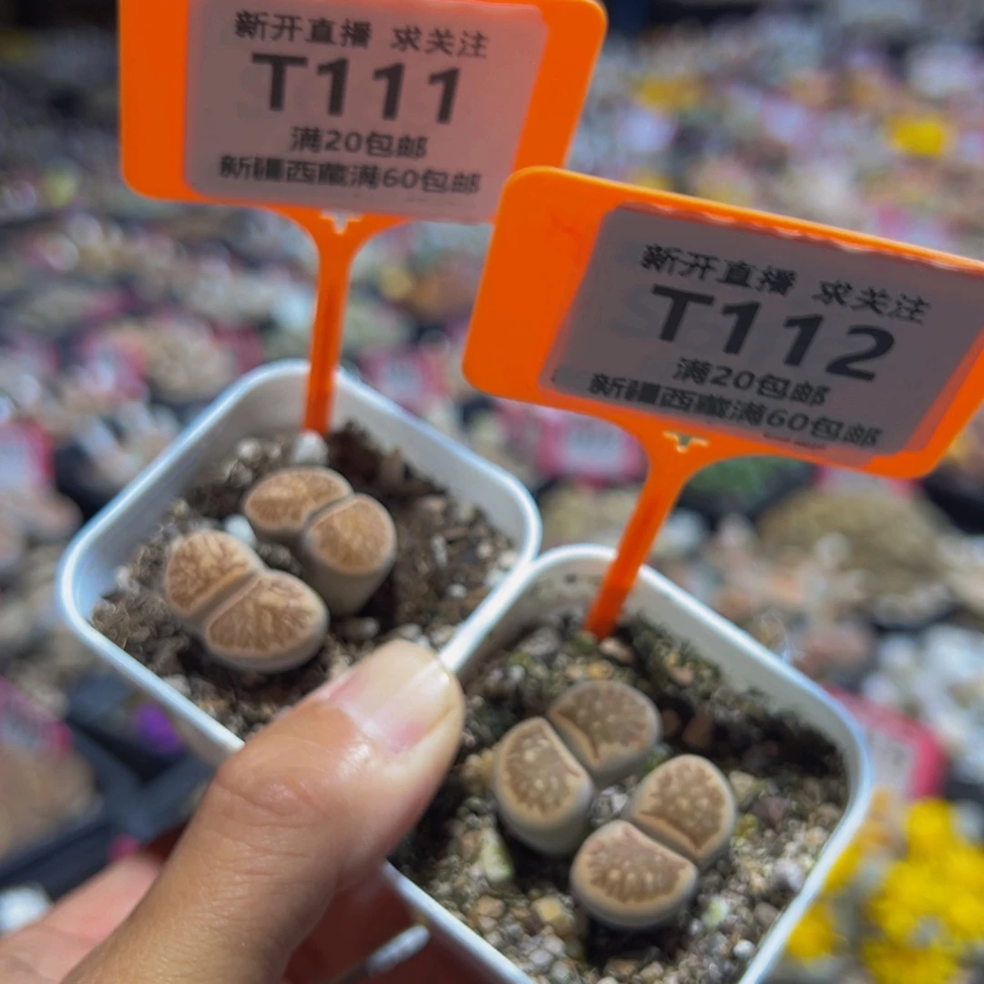 111.112 一物一拍，默认有伤，介意勿拍，不退不换