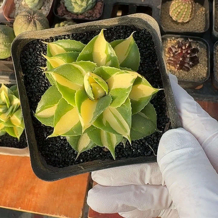 宁***哥黄中班龙舌兰12345