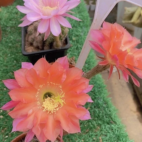 1*3仙人掌彩草6238