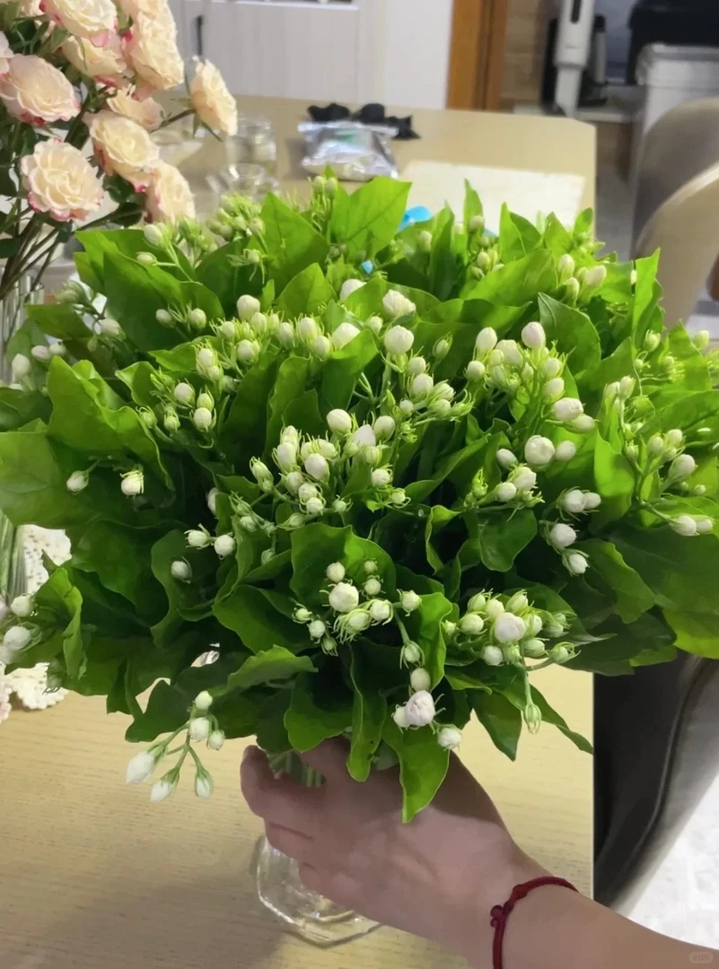 （曼曼）茉莉花2扎 20%防损   1单包邮