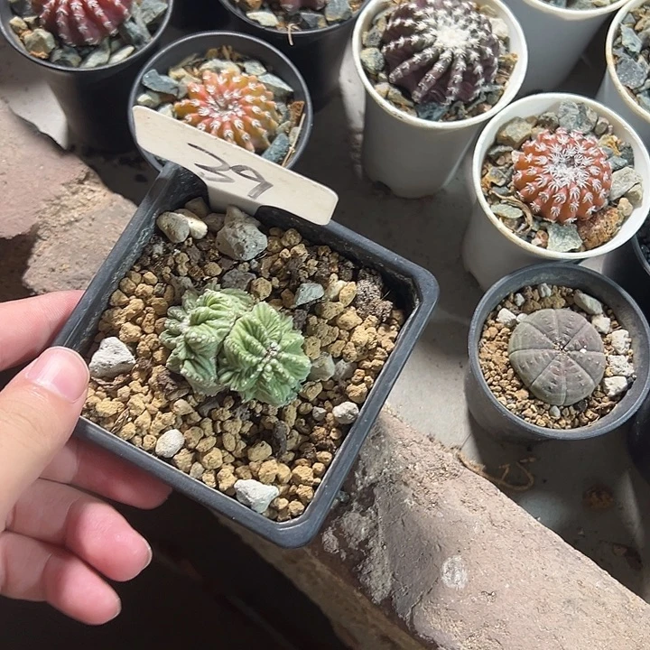 花笼11112222555555