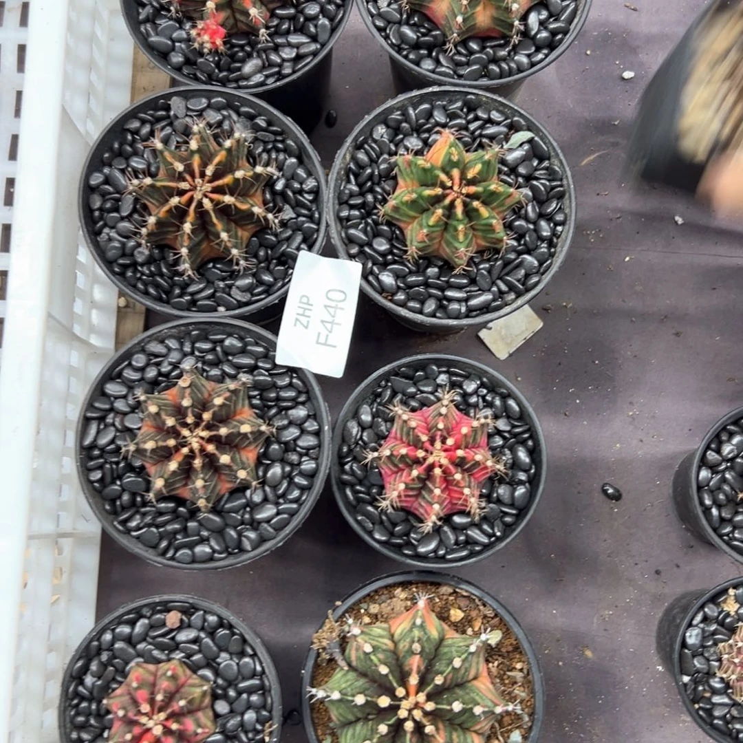 440号8颗米哈仙人球多肉植物