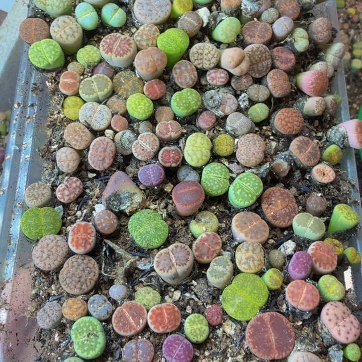 c***妈多肉葡萄的季节20