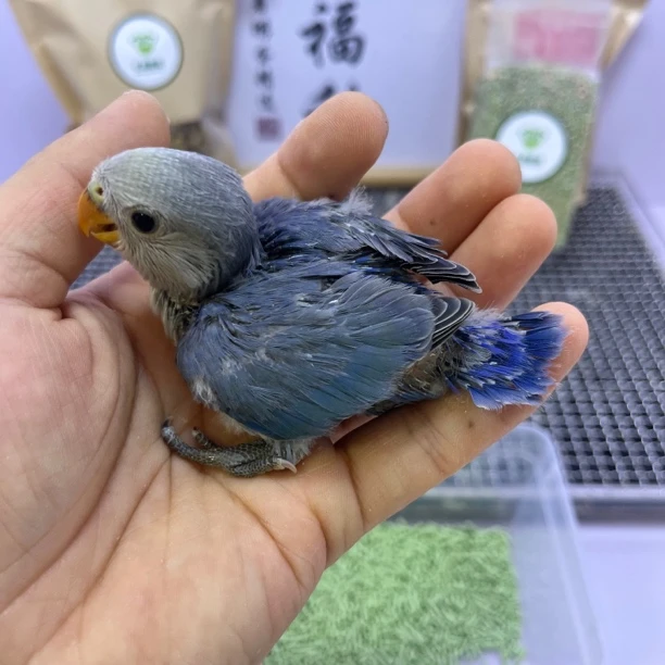 牡丹鹦鹉-蓝银公E11783