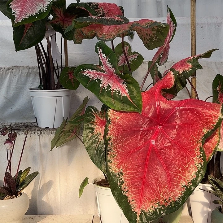 无花朵红桃A不带叶发货