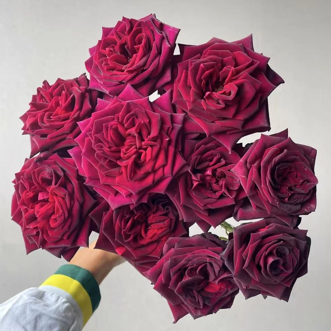 【植迷不误】暗香玫瑰 居家 花束 插花 云南鲜花 基地包邮直发