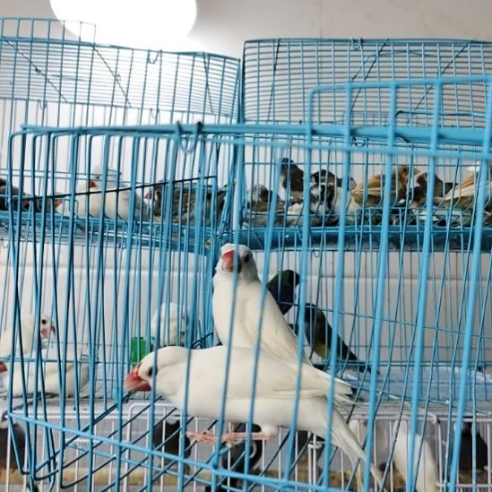 文鸟有尾巴白文一对