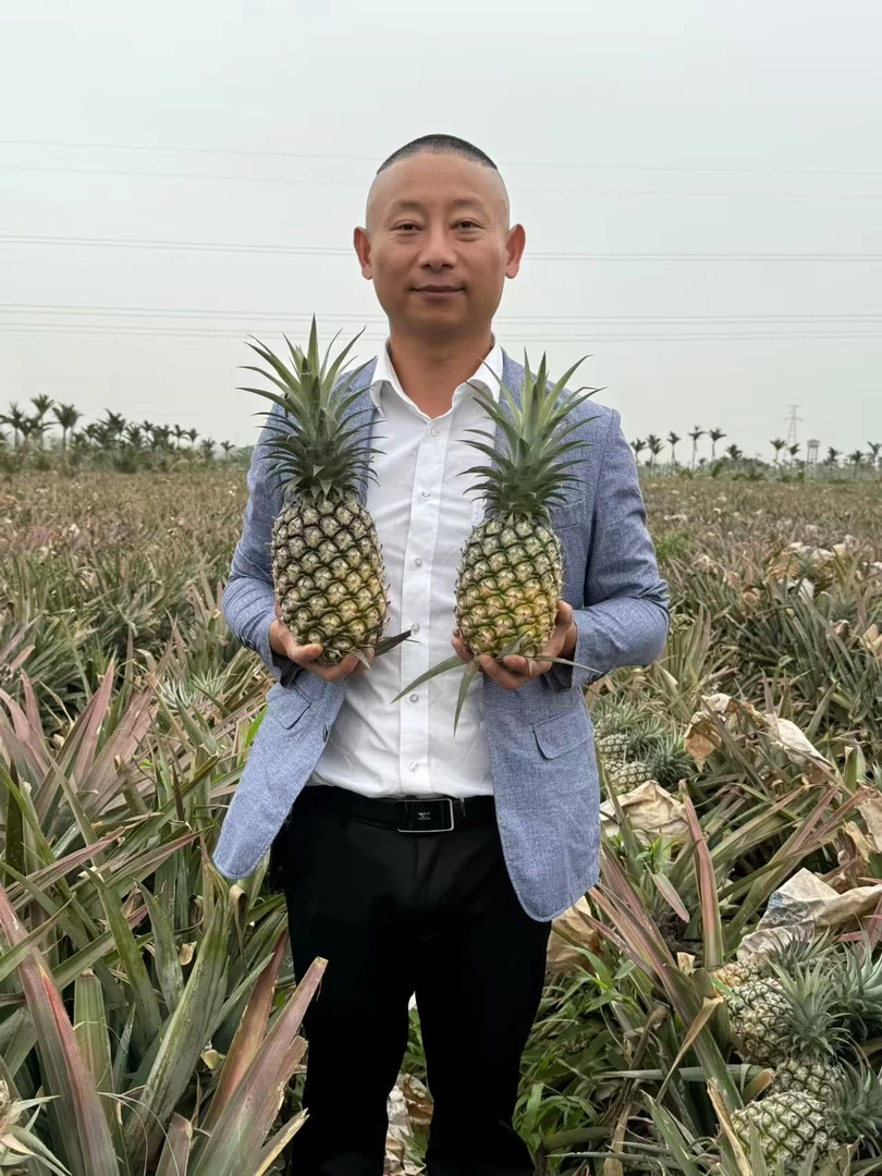 【阿斌生鲜精品果】海南产地直发新鲜热带水果新鲜爆甜凤梨