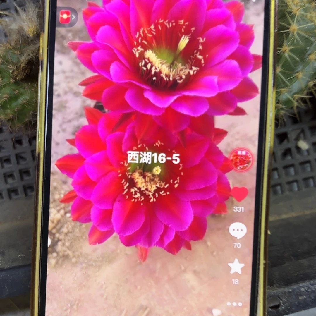 16-5彩侧牙20包邮53