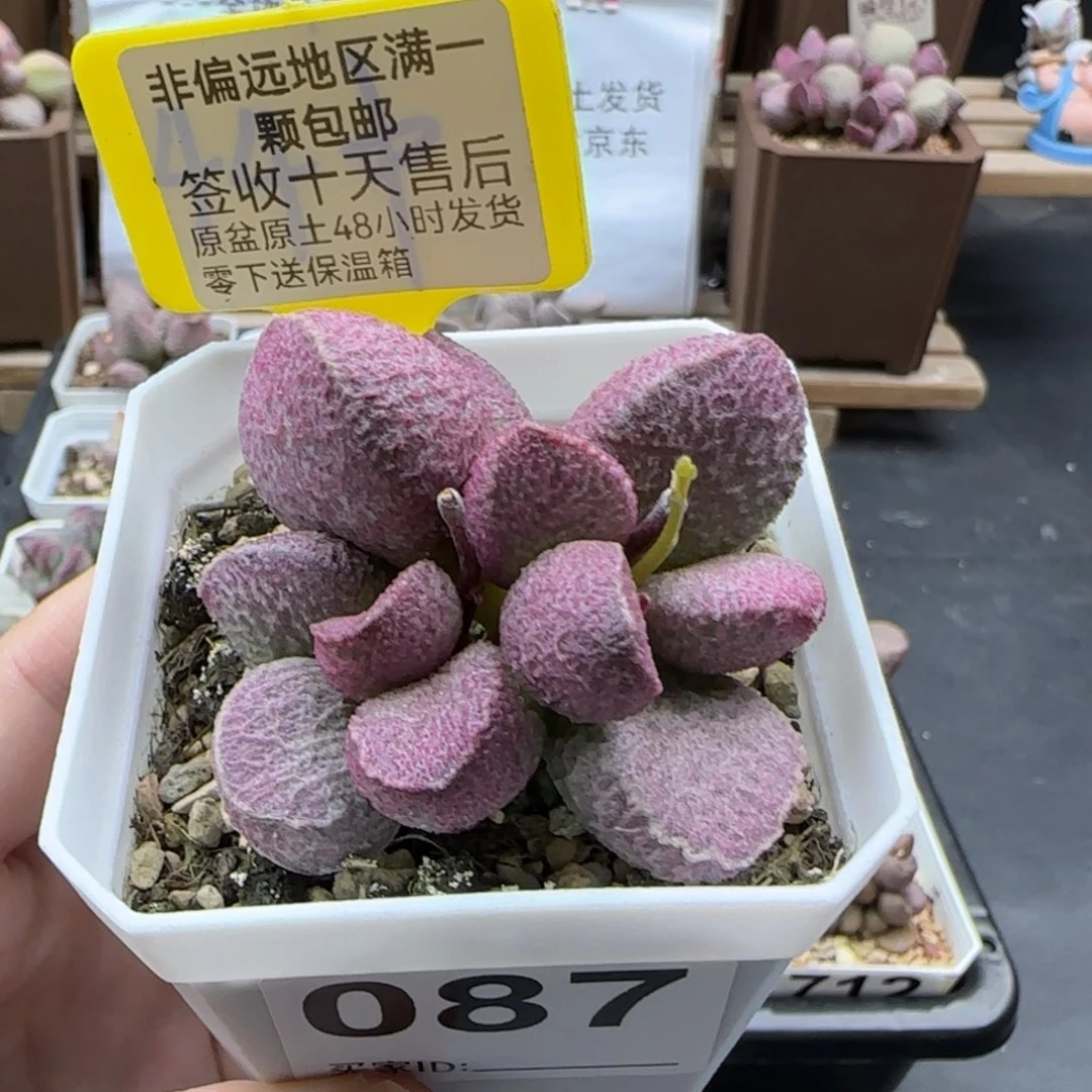 087哈莫猪肝多肉