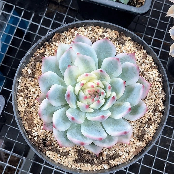 福利吉娃娃锦大单头多肉