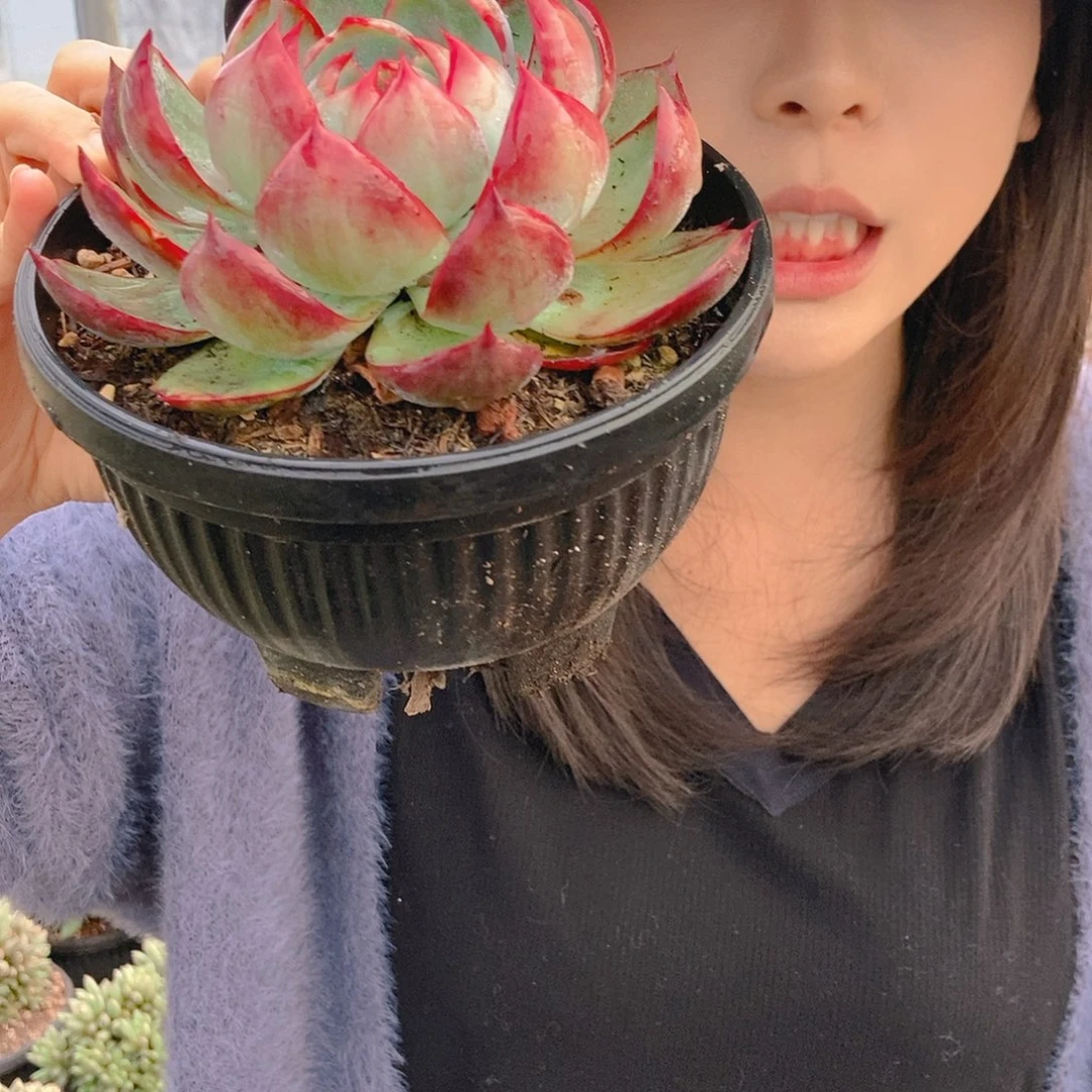 宽叶惊鸿单头比较绿随机