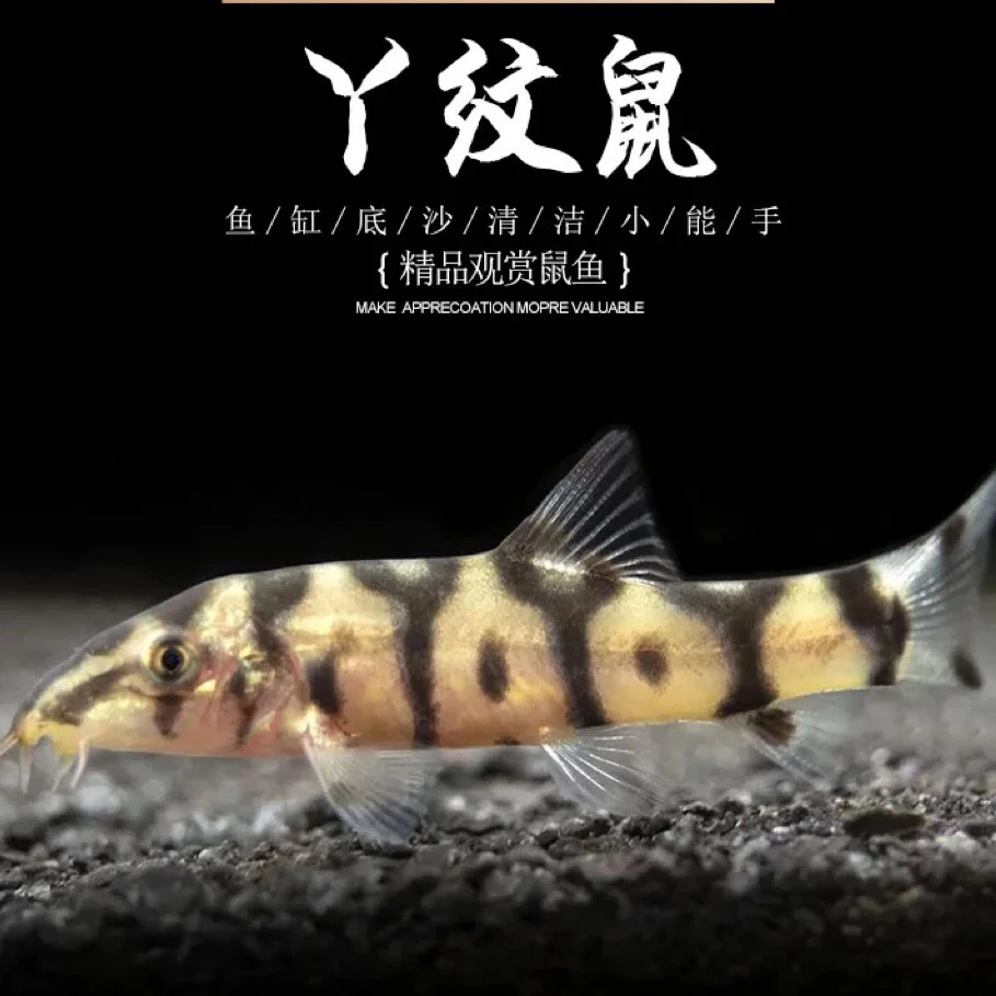 观赏鱼 Y纹鼠观赏鱼