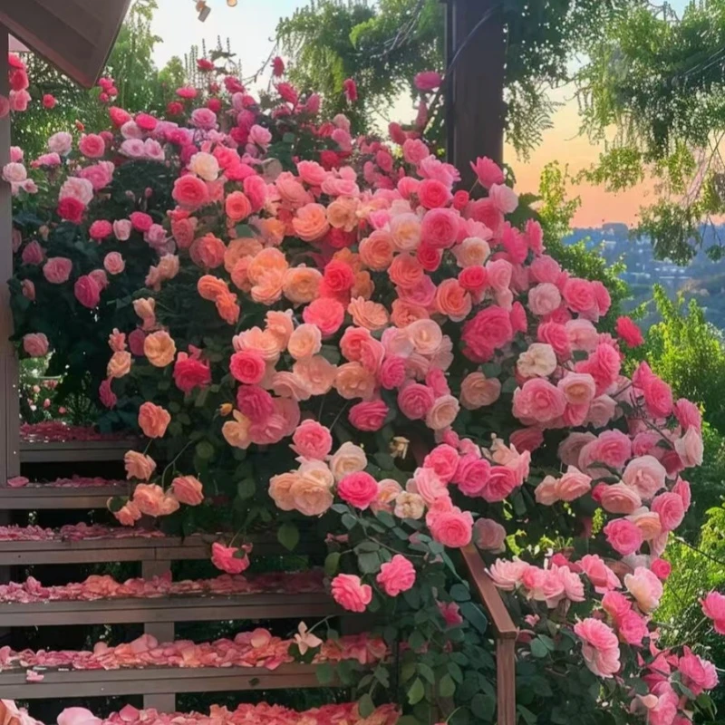 【浓香四季】爬藤月季蔷薇四季开花浓香植物盆栽阳台庭院玫瑰花卉