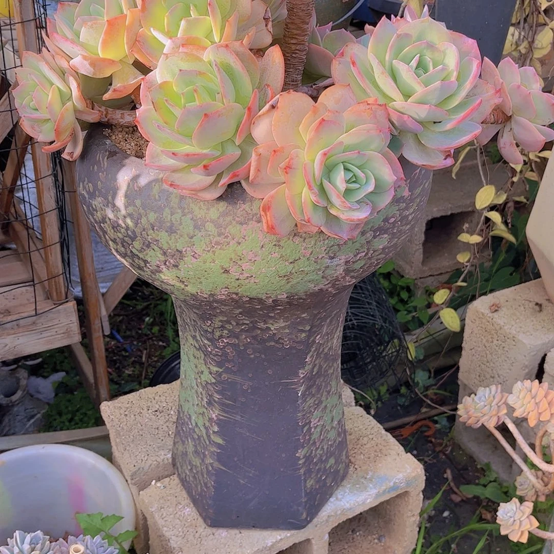 东***北多肉植物保护