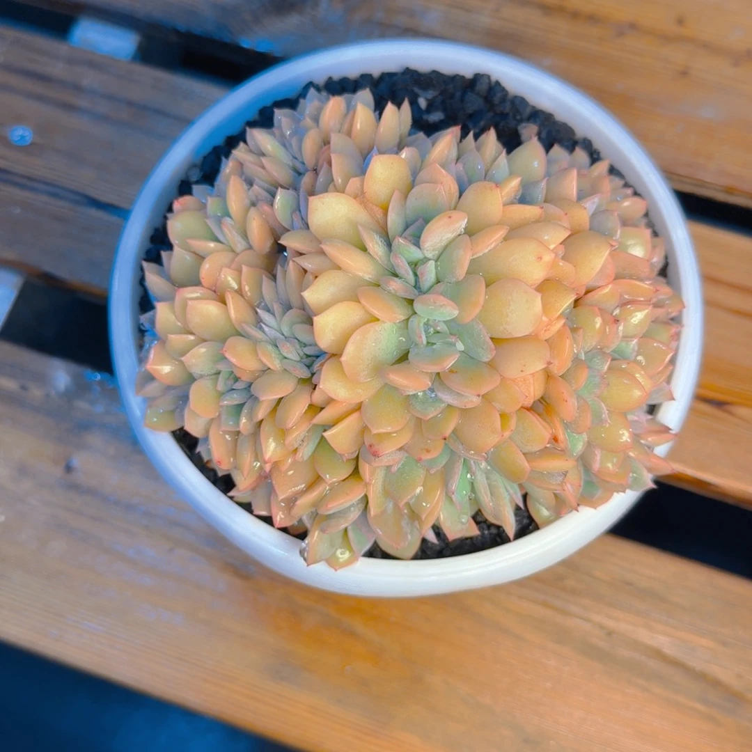 尐***條小八条寄养1111111111111111