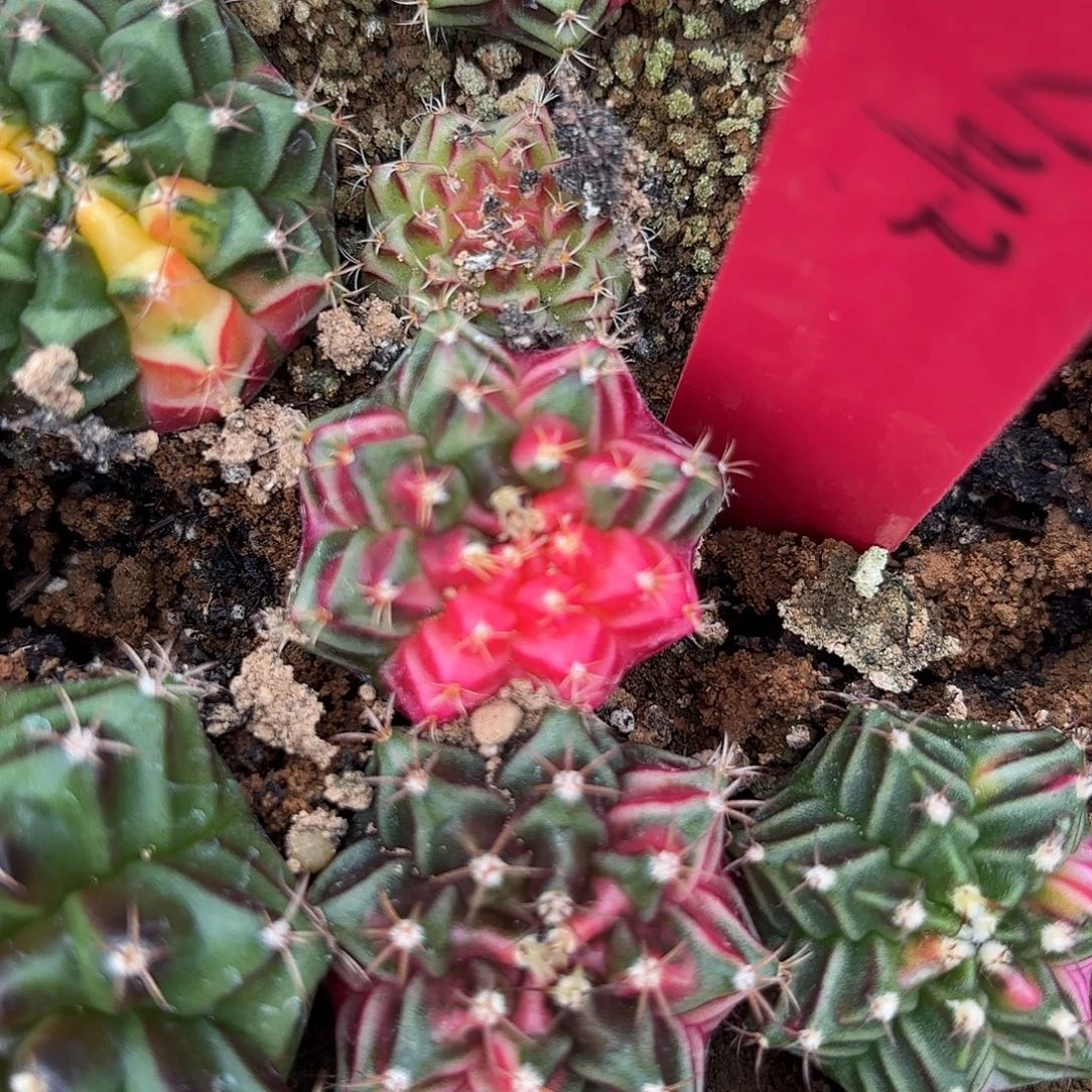 兰***鱼L921-1029泰国发货