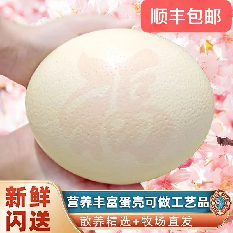 新鲜鸵鸟蛋口感好营养丰富顺丰包邮到家坏蛋包赔
