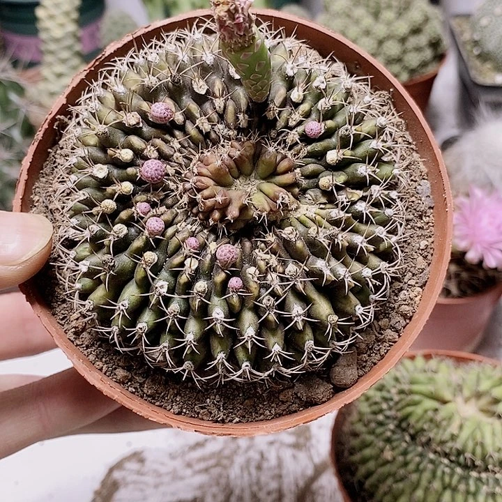 无花朵单头中号翠皇冠仙人球
