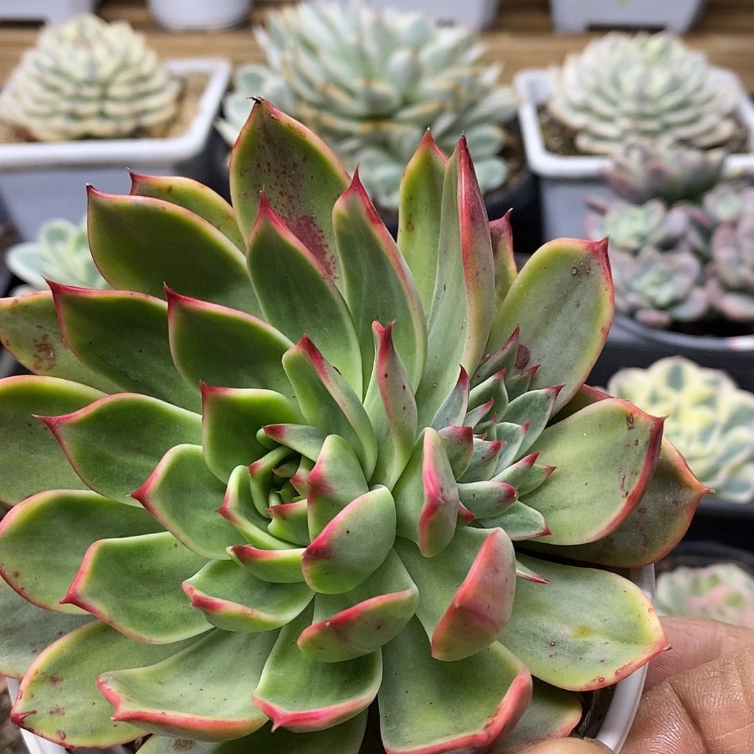 2176 大桃花覆轮锦带崽