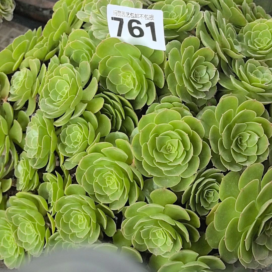 761万圣节花花2-2