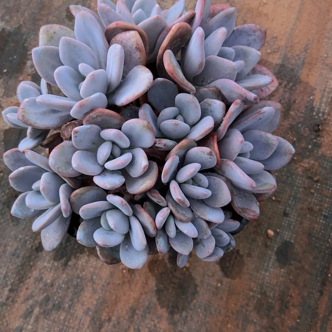 粉兔自然群11111111