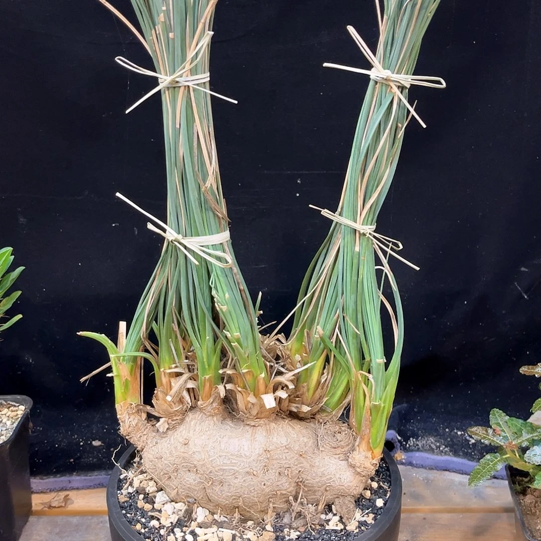 潮流植物 胡可酒瓶兰