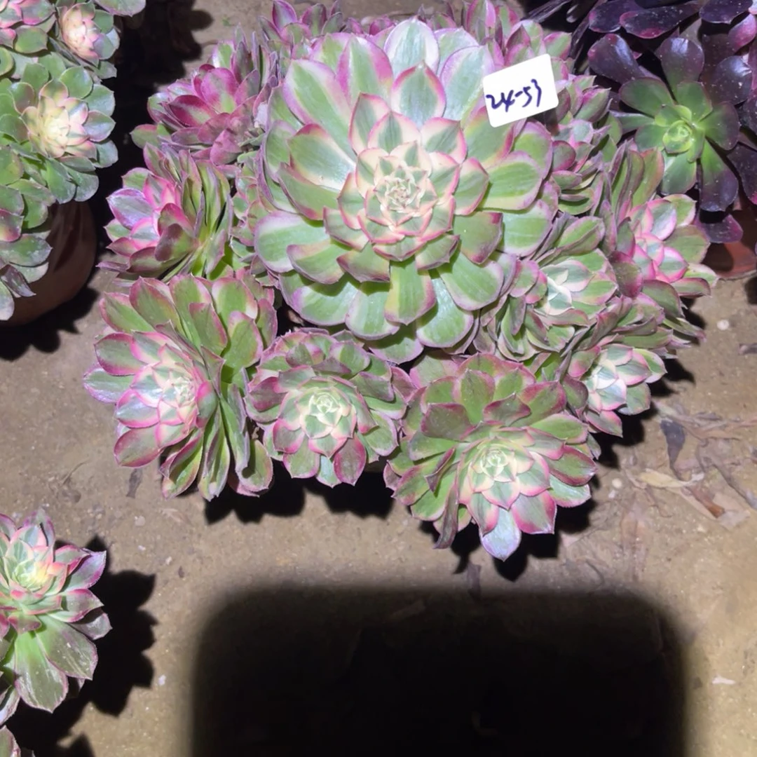 12-24-53桃花坞法师锦