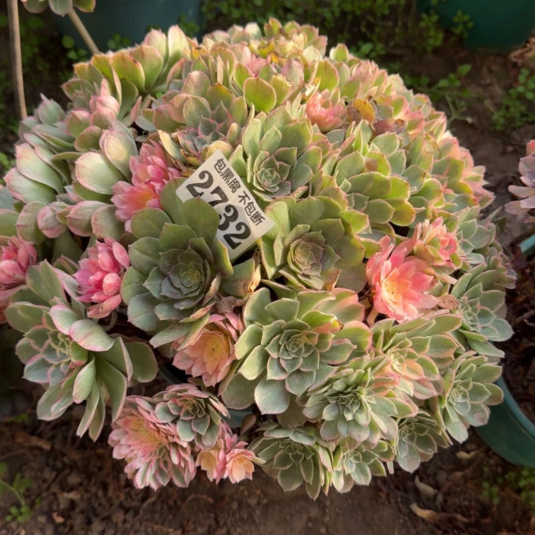 17-9法师丘比特2732